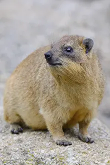 Rock Hyrax or Cape Hyrax (Procavia capensis)