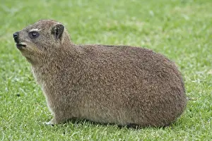 Rock Hyrax, Dassie, S