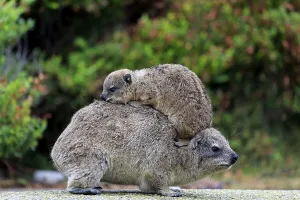Rock Hyrax (Procavia capensis)