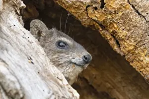 Rock Hyrax (Procavia capensis)