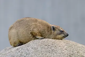 Rock hyrax (Procavia capensis)