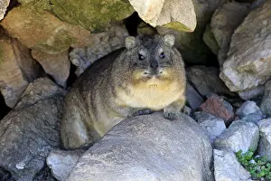 Rock Hyrax (Procavia capensis)