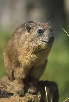 Rock Hyrax (Procavia capensis)