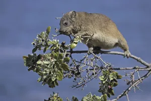 Rock Hyrax (Procavia capensis)
