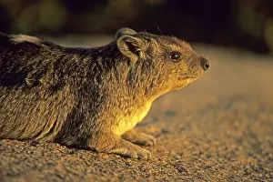 Rock hyrax (Procavia capensis)