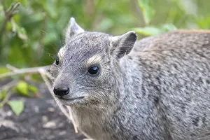 Rock hyrax (Procavia capensis)