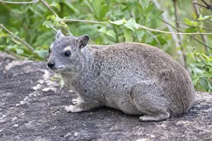 Rock hyrax (Procavia capensis)