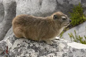 Rock Hyrax (Procavia capensis) on Table Mountain