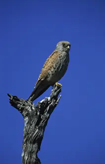 Rock Kestrel (Falco (tinnunculus)