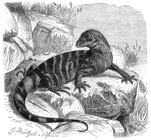 Rock monitor (Varanus albigularis)