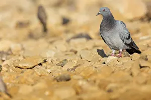 Rock pigeon, (Columba livia), animals