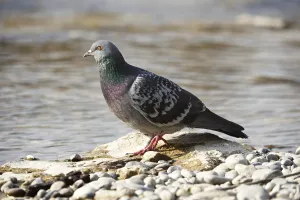 Rock Pigeon or Rock Dove (Columba livia)