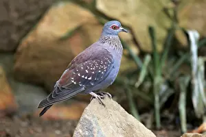 Rock Pigeon, Speckled pigeon (Columba guinea)