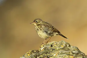 Rock Pipit (Anthus petrosus) juvenile