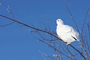 Rock ptarmigan (Laggopus mutus)