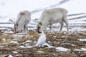 Rock ptarmigan (Lagopus muta)
