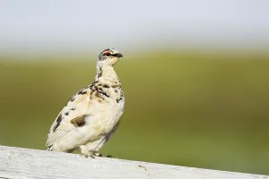 Rock ptarmigan (Lagopus muta) adult male