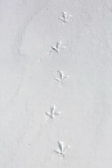 Rock ptarmigan (Lagopus muta) (Lagopus mutus) tracks