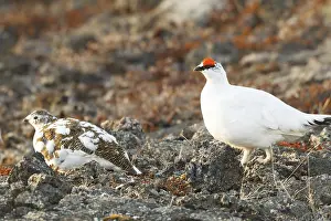Rock Ptarmigan (Lagopus muta) male