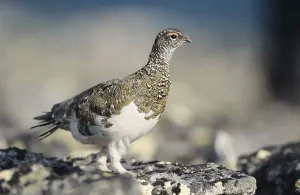 Rock Ptarmigan (Lagopus mutus)