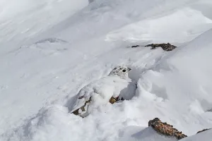 Rock Ptarmigan (Lagopus mutus) adult female