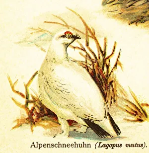 Rock ptarmigan (Lagopus mutus) white
