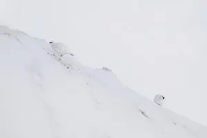 Rock ptarmigan (Lagopus mutus) in winter dress