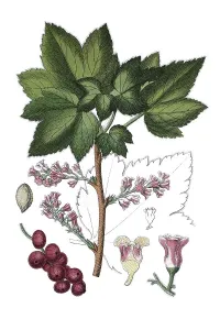 Rock red currant (Ribes petraeum)