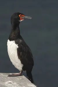 Rock Shag or Magellanic cormorant (Phalacrocorax magellanicus)