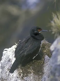 Rock Shag or Magellanic cormorant (Phalacrocorax magellanicus)