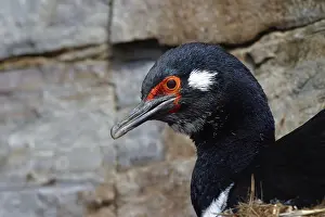 Rock shag (Phalacrocorax magellanicus)
