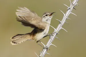 Rock Wren (Salpinctes obsoletus) singing