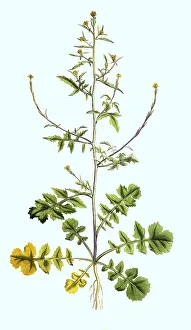 Rocket, Sisymbrium officinale, also known as Common Rocket