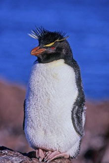 Rockhopper penguin (Eudyptes chrysochome)