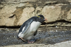 Rockhopper Penguin (Eudyptes chrysocome)