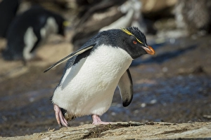 Rockhopper Penguin (Eudyptes chrysocome)