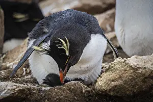 Rockhopper penguin (Eudyptes chrysocome)