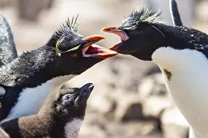 Rockhopper penguin (Eudyptes chrysocome)