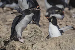 Rockhopper penguin (Eudyptes chrysocome) calling