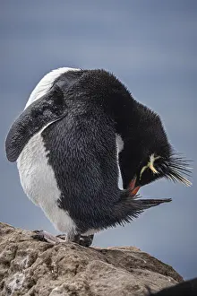 Rockhopper penguin (Eudyptes chrysocome) cleaning its feathers