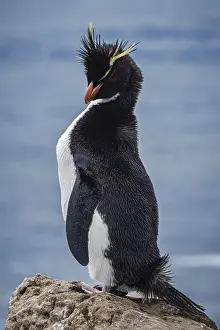 Rockhopper penguin (Eudyptes chrysocome) cleaning its feathers