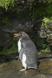 Rockhopper Penguin (Eudyptes chrysocome) cleans its plumage at a fresh water site