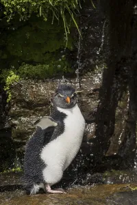 Rockhopper Penguin (Eudyptes chrysocome) cleans its plumage at a fresh water site