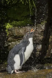 Rockhopper Penguin (Eudyptes chrysocome) cleans its plumage at a fresh water site