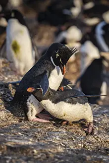 Rockhopper penguins (Eudyptes chrysocome) arguing
