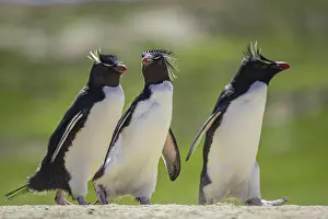 Rockhopper penguins (Eudyptes chrysocome) on the way to their colony