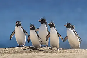 Rockhopper penguins (Eudyptes chrysocome) on the way to their colony