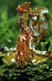 Rocking fish, Taenianotus triacanthus