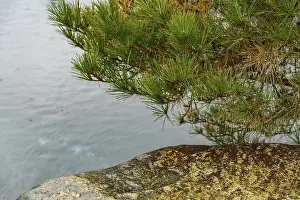 Rocks and tree in a quiet pond