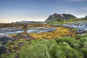 Rocky coast with grass and seaweed